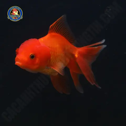 Cá Ba Đuôi Đầu Lân - Cá Cảnh Thủy Sinh Trung Tín