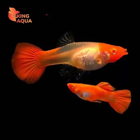 Cá Bảy Màu Koi Đỏ Thường