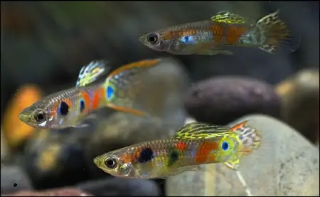 Cá Bảy Màu Ruộng - Vi Sinh Cá Cảnh Aquarium Care