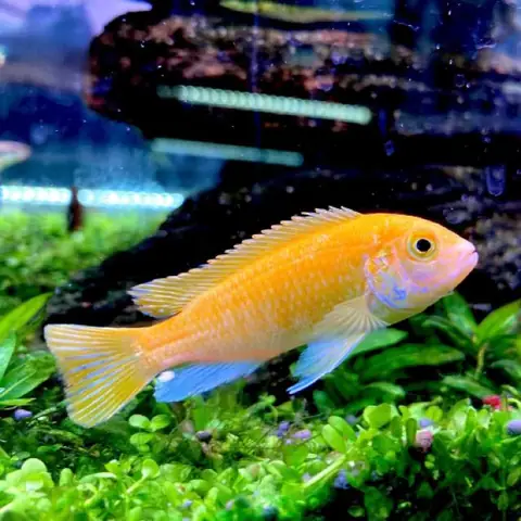 Hướng Dẫn Nuôi Và Chăm Sóc Để Cá Ali Vàng Đẹp Và Khỏe Mạnh