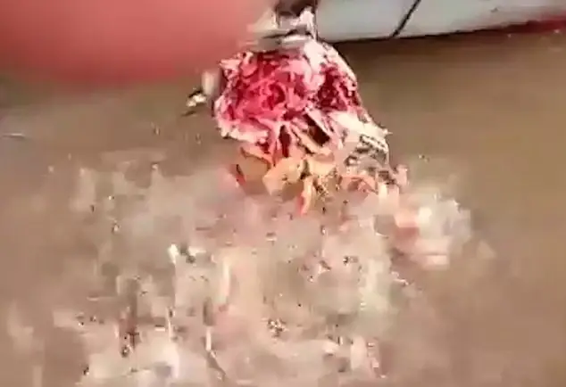 Cá Ăn Thịt Người