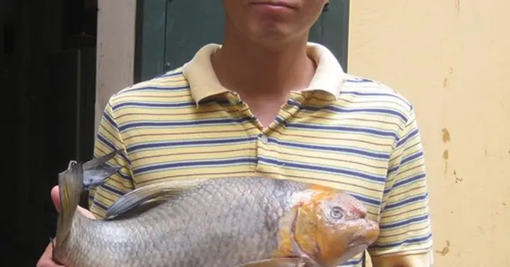 Chục Triệu Đồng Cá Anh Vũ Đầu Vàng Biếu Tết: Dân Lắm Tiền Bị "hớ ... Chục Triệu Đồng Cá Anh Vũ Đầu Vàng Biếu Tết: Dân Lắm Tiền Bị "hớ ...