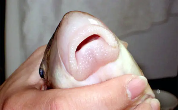 Giả Cá Anh Vũ Tiến Vua, Dân Lắm Tiền Dễ Bị Lừa