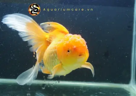 Cá Ba Đuôi Đầu Sư Tử - Vi Sinh Cá Cảnh Aquarium Care