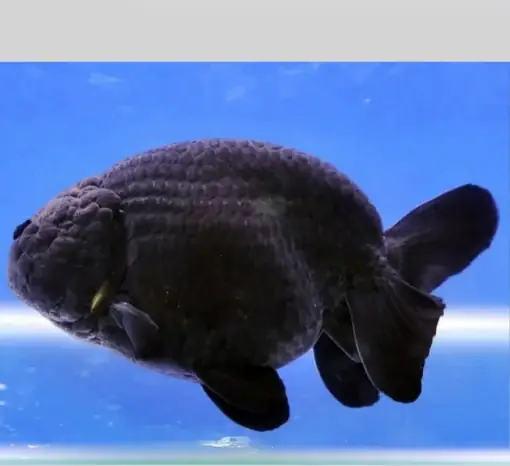 Cá Ranchu Đen - Cá Ba Đuôi