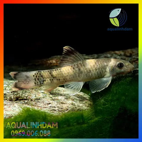 Cá Bác Sĩ Panda Cá Bác Sĩ Panda