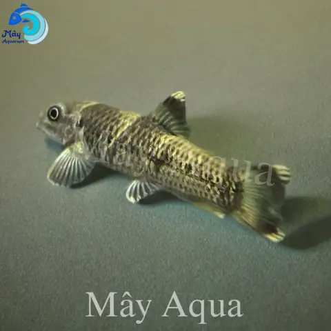 Cá Bác Sĩ Panda – Mayaqua Cá Bác Sĩ Panda – Mayaqua