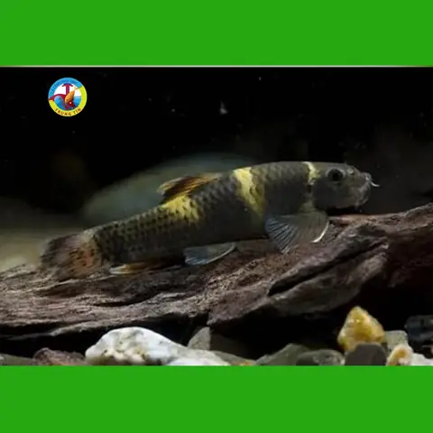 Nuôi Cá Bống Bác Sĩ Panda: Hướng Dẫn Từ A Đến Z Nuôi Cá Bống Bác Sĩ Panda: Hướng Dẫn Từ A Đến Z