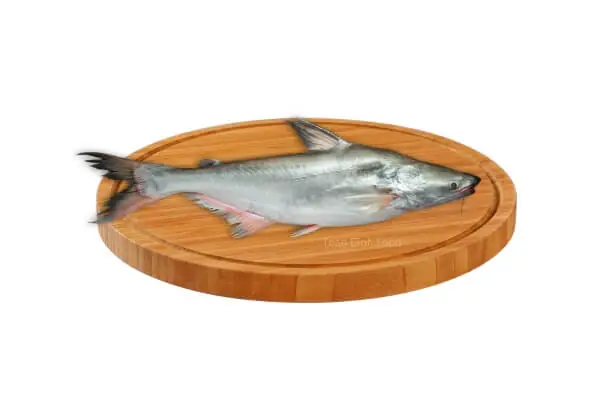 Cá Tra Là Cá Gì?