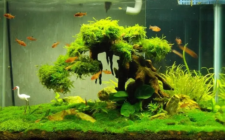 Thức Ăn Tự Nhiên Thức Ăn Tự Nhiên