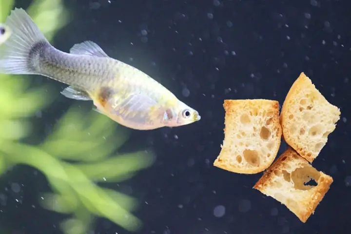 Cá Bảy Màu Ăn Gì Cá Bảy Màu Ăn Gì