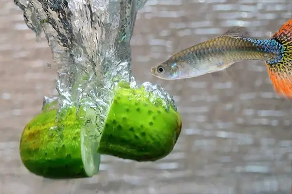 Lưu Ý Khi Cho Cá Bảy Màu Ăn Lưu Ý Khi Cho Cá Bảy Màu Ăn