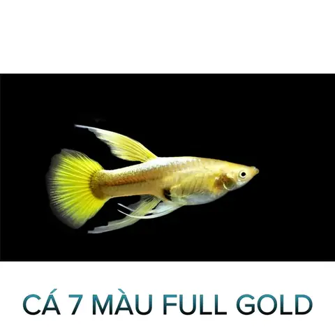 Cá 7 Màu Full Gold - Cá Thủy Sinh- Cá Cảnh Thiên Phước