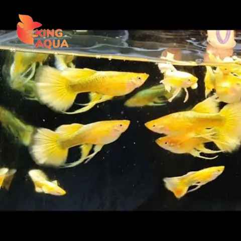 Cá Bảy Màu Fullgold