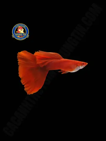 Cá Bảy Màu Full Red Cặp - Sắc Đỏ May Mắn Cho Bể Cá