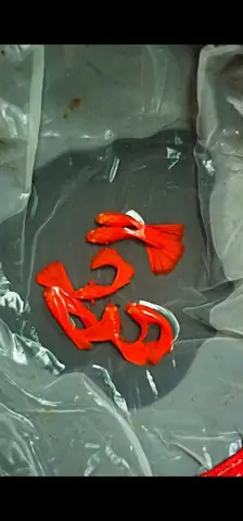 Full Red Thường - Trại Cá 7 Màu - Guppy