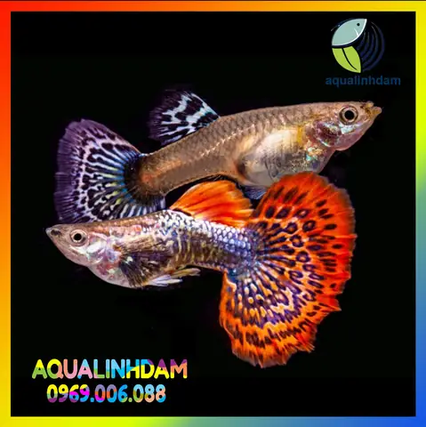 Cá Bảy Màu Rồng Đỏ