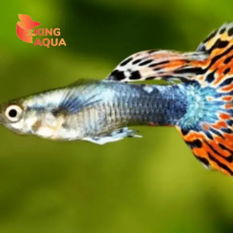 Cá Bảy Màu Rồng Tạp