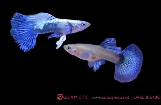 Cá Bảy Màu Rồng Xanh - Guppy City - Cá Bảy Màu Hà Nội
