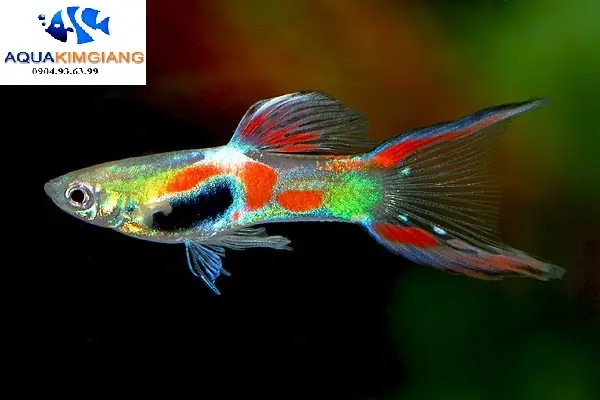 Cá Bảy Màu Rừng Endler - Cá Cảnh - Bể Cá & Thiết Bị Bể Cá