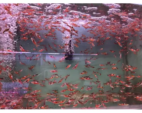 Cá Bảy Màu Rừng - Cá Cảnh Tphcm Cá Bảy Màu Rừng - Cá Cảnh Tphcm