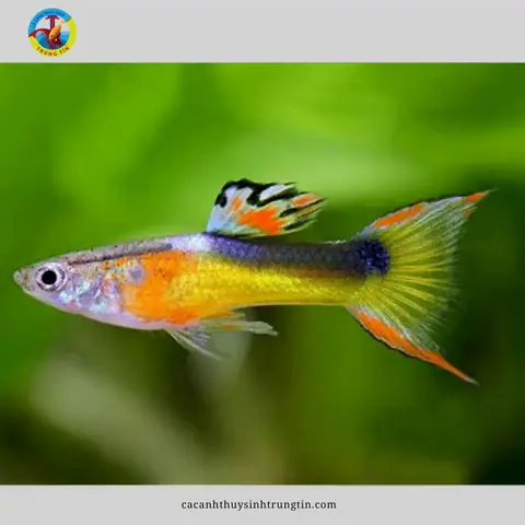 Cá Bảy Màu Rừng - Endler Guppy Cá Bảy Màu Rừng - Endler Guppy