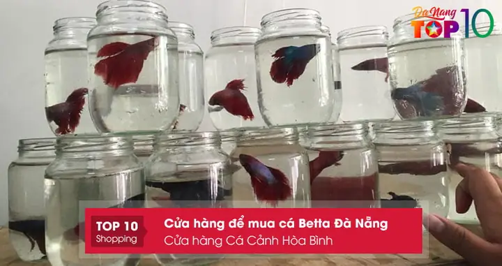 Cửa Hàng Cá Cảnh Hòa Bình