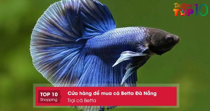 Trại Cá Betta – Địa Chỉ Mua Cá Betta Đà Nẵng