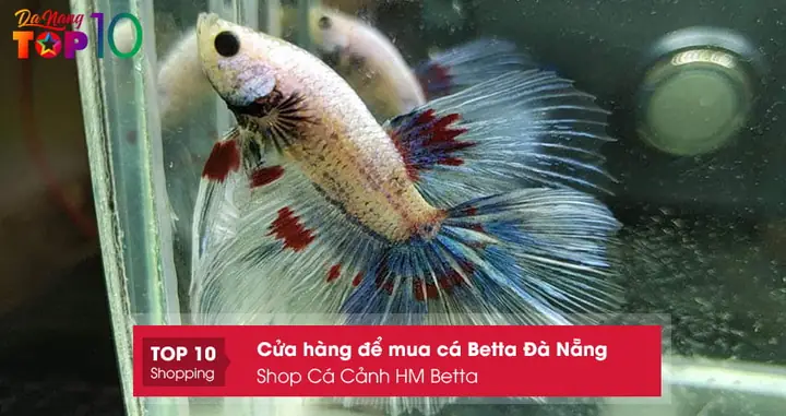 Shop Cá Cảnh Hm Betta