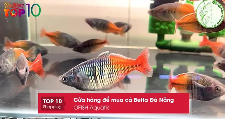 Ofish Aquatic