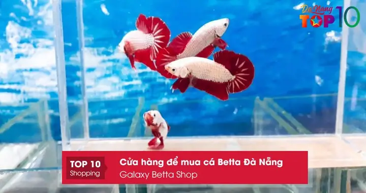 Galaxy Betta Shop