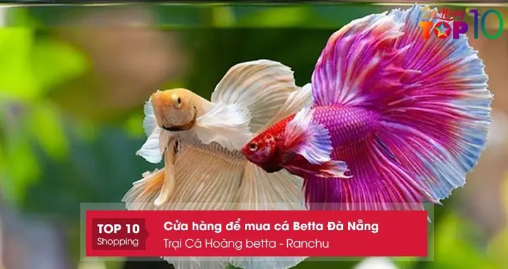 Trại Cá Hoàng Betta – Ranchu