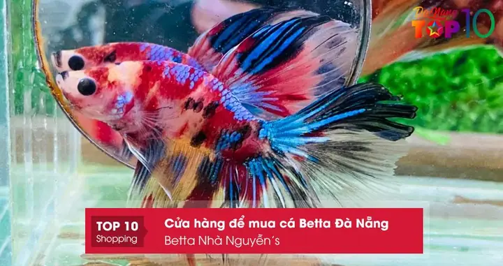 Betta Nhà Nguyễn’s