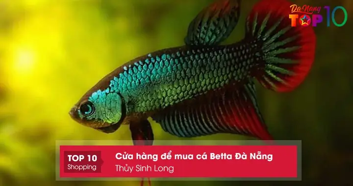 Thủy Sinh Long