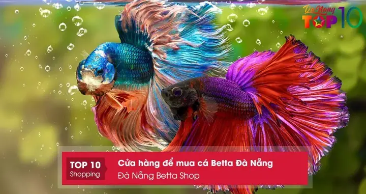 Đà Nẵng Betta Shop