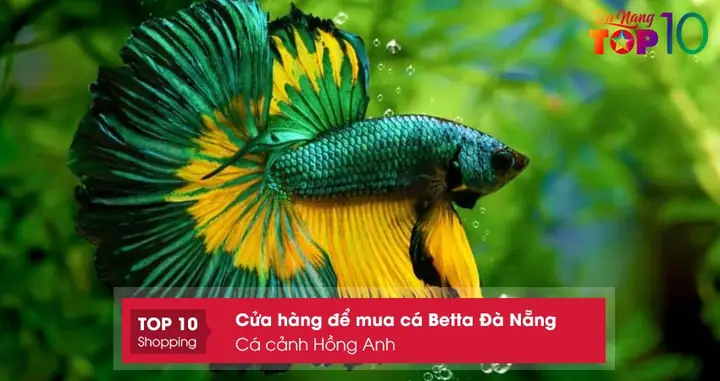 Cá Cảnh Hồng Anh