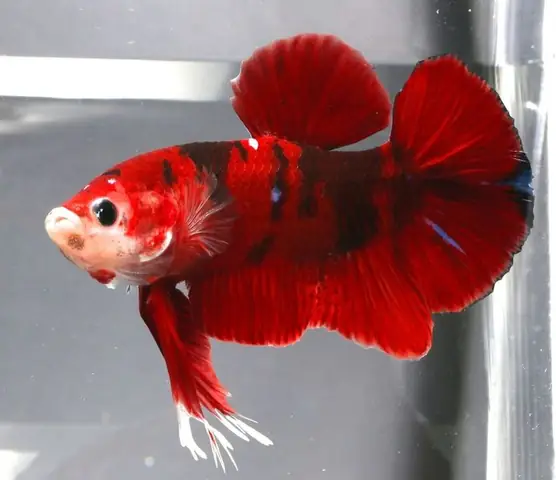 Thức Ăn Cho Cá Betta Giá Rẻ: Lựa Chọn Và Tần Suất