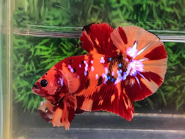 Chăm Sóc Và Bảo Quản