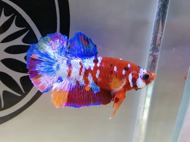 Sử Dụng Thuốc Trừ Bệnh Không Đúng Cách