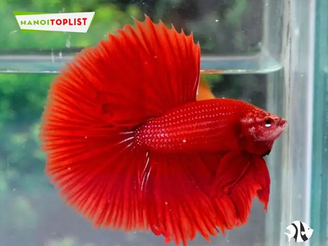 Betta-aqua-store-hn-mytour Betta-aqua-store-hn-mytour