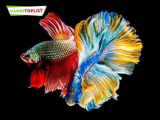 Ca-canh-kim-giang-mytour Ca-canh-kim-giang-mytour