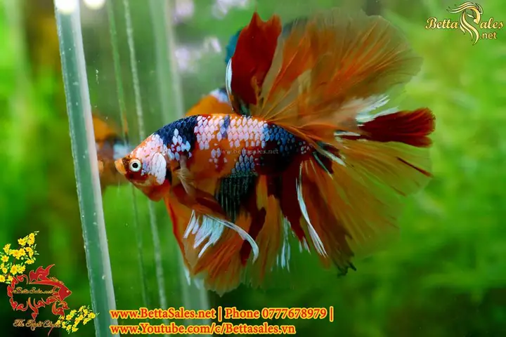 53405279_1151097161737414_984750415159492608_n