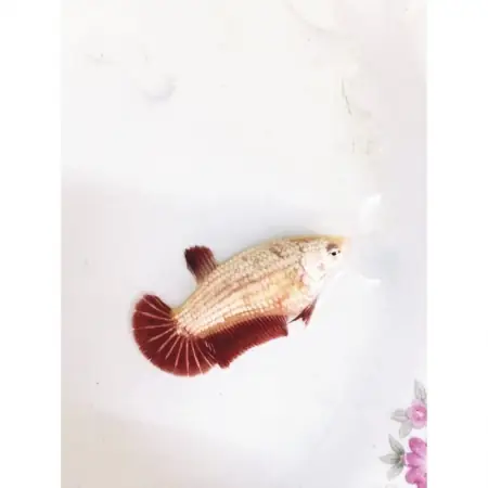 Cá Betta Rồng Đỏ - Vi Sinh Cá Cảnh Aquarium Care Cá Betta Rồng Đỏ - Vi Sinh Cá Cảnh Aquarium Care