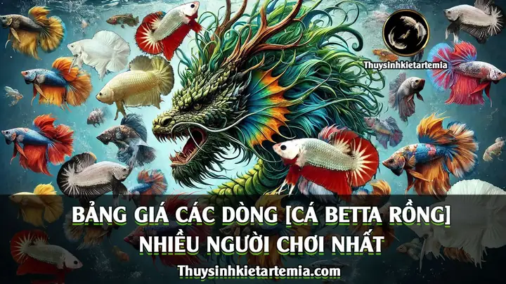 Top 5 [cá Betta Rồng] Nhiều Người Chơi Nhất 2024