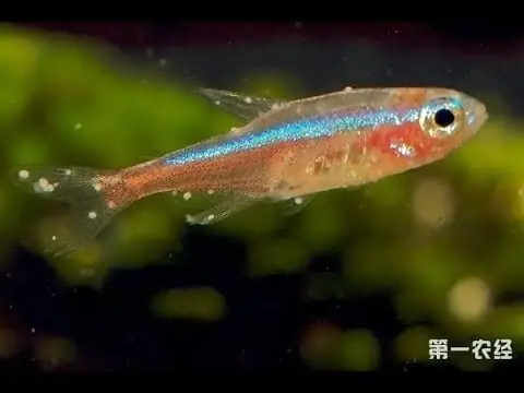 Những Hiểu Nhầm Về Bệnh Nấm Cá Và Bệnh Đốm Trắng Những Hiểu Nhầm Về Bệnh Nấm Cá Và Bệnh Đốm Trắng