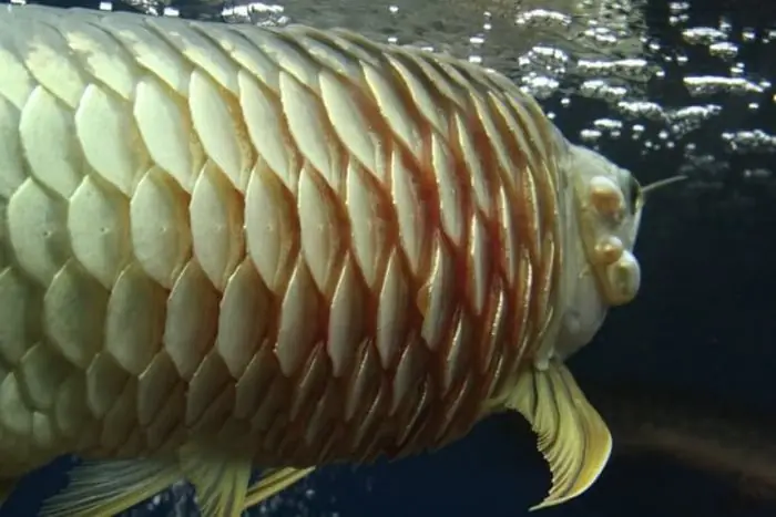 Nhiễm Khuẩn Đường Ruột Và Nội Tạng