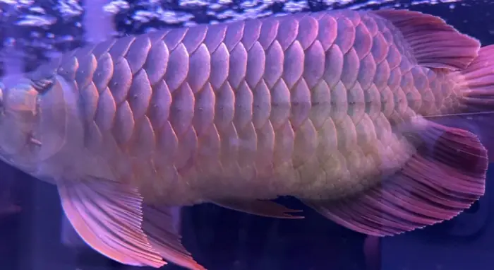 Dấu Hiệu Nhận Biết Cá Bị Xù Vảy