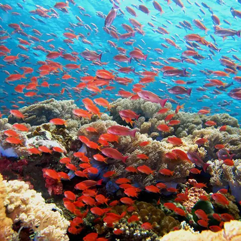 Cá Thia Hồng - Anthias - Rin Aquarium Cá Thia Hồng - Anthias - Rin Aquarium