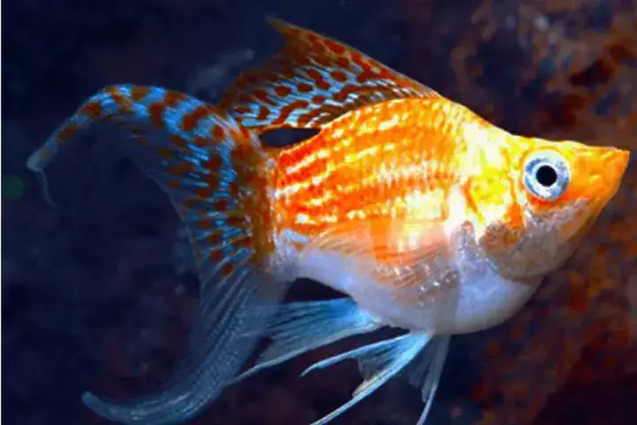 Stress – Gánh Nặng Tâm Lý Không Kém Phần Nguy Hiểm Stress – Gánh Nặng Tâm Lý Không Kém Phần Nguy Hiểm