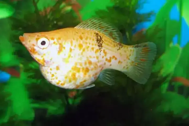 Duy Trì Chất Lượng Nước Ổn Định Và Tối Ưu Duy Trì Chất Lượng Nước Ổn Định Và Tối Ưu